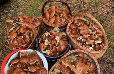 Monti Domki całoroczne - Foto 3