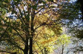 Haus Wald-Eck - Foto 32