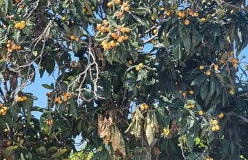 Peloponnese Hideout - White house with the sea view - Photo 67