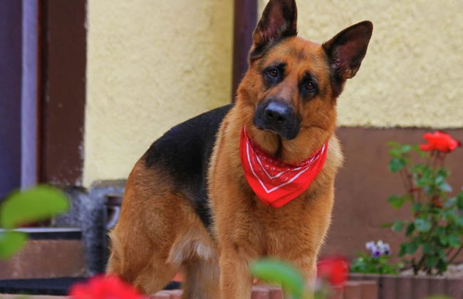 Holiday Home in ski Area in Leogang With Sauna - Foto 18