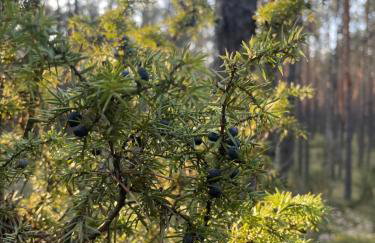 Lasownia Dom Sójka - Foto 29