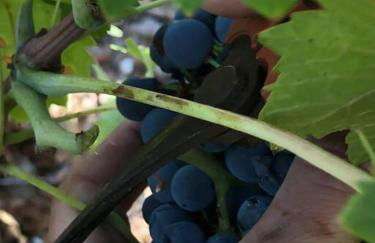Haut de maison et piscine dans un domaine viticole - Foto 12