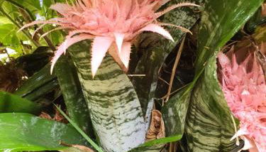 Casa Baleia á Vista - Foto 5, Garden