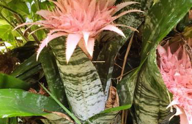 Casa Baleia á Vista - Foto 5