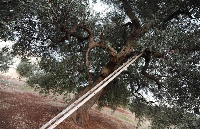 L'antico Trullo - Foto 50