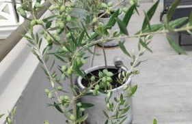 My Home in Greece - Photo 70