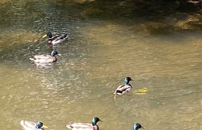 Riverbank Cottage Lake District, Double Balcony - Foto 26