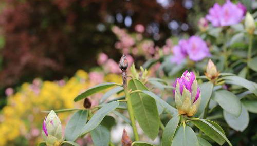 Der Alps Hof - Foto 5, Garden