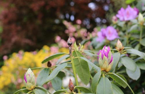 Der Alps Hof - Foto 5