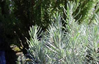 Casa dos três rapazes - Foto 12