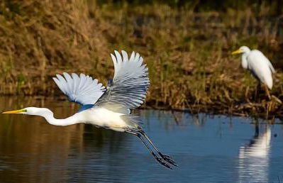 Wilf's Barn, romantic cottage with free parking - Foto 28