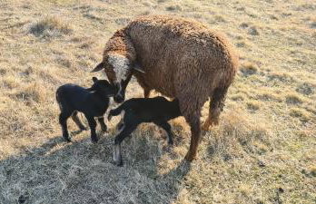 Pensjonat Przy Stajni - Foto 2