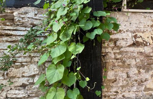 Ferienwohnung Burg Hausen - Foto 50