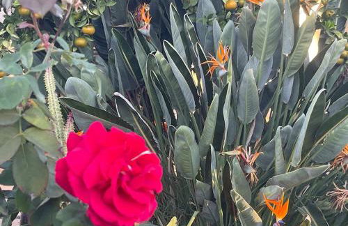 Granada Hills Private Unique Pool Luxury 4BR Family Retreat - Patio, Outdoor Dining, BBQ Grill, & Free Parking - Foto 50