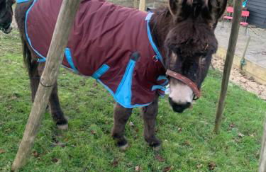 Hertford farm Woodland cabin pet friendly firepit bbq - Foto 25
