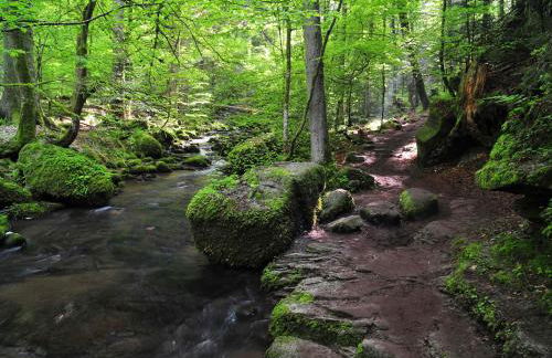 Schwarzwald Moment am Monbachtal - Foto 21