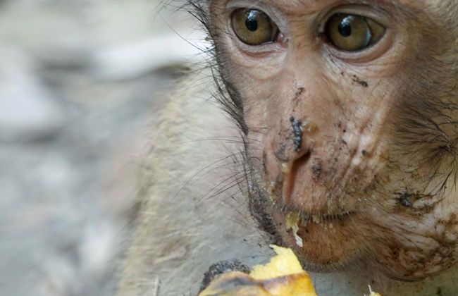 Excursión a Can Gio - Foto 1