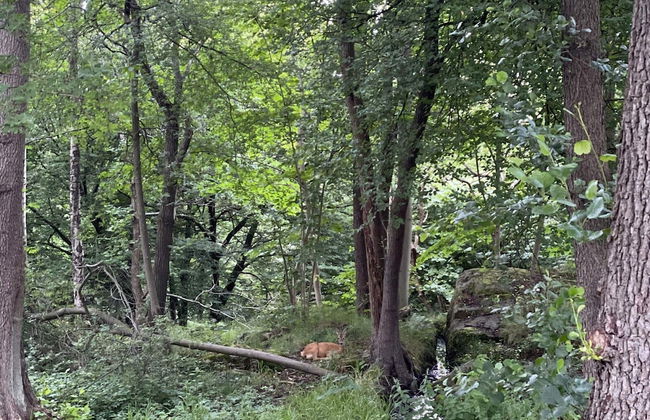 4 Star Holiday Home in Hjortkvarn-by Traum - Foto 25