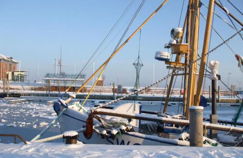 Midlum Zaunkönig - Foto 24