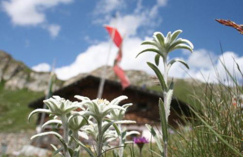 Unterlutaschg-Chalet Appartement am Hof - Foto 42