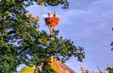 FeWo Elbtalaue - Foto 10