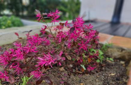 Monte da ti Luzia - Foto 50