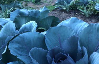 Historic Converted Barn Loft at Sobremesa Farm - Foto 4