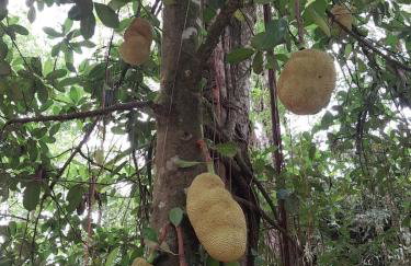 Casa Petar Betari - Photo 6