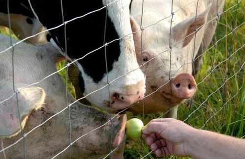 Ronc Dai Luchis - Foto 43