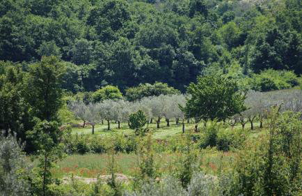 Casa Conte Istria - Photo 43