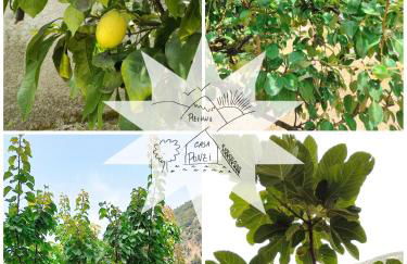 Pizinno CasaPonzi - Foto 15