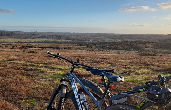 Forest Palms - Foto 24