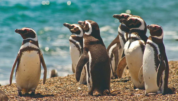 Estancia San Lorenzo Trip & Whale Watching - Foto 2