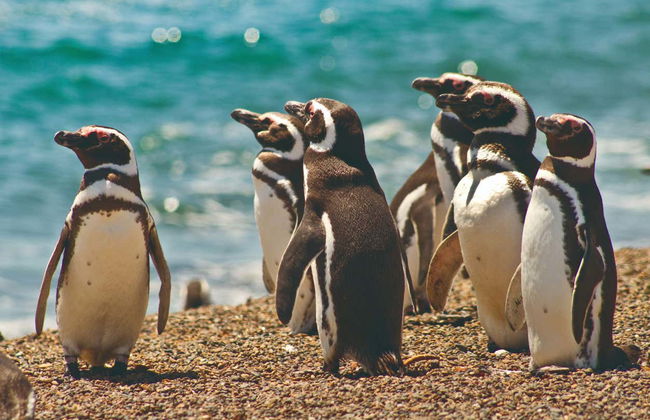 Estancia San Lorenzo Trip & Whale Watching - Foto 2