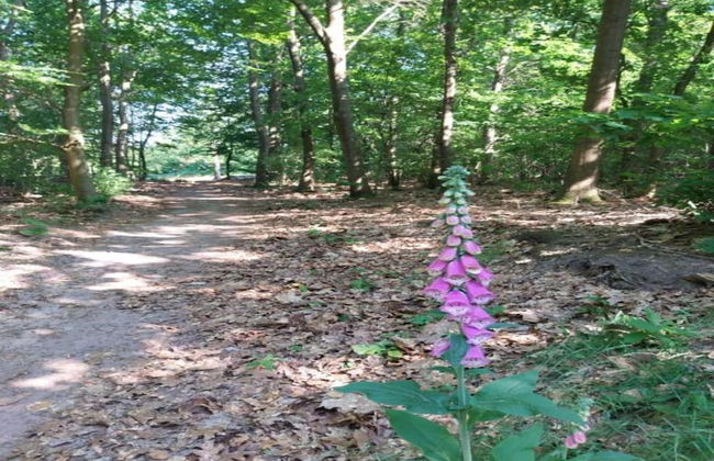 Chalet in Dutch Park With Garden and Terrace - Foto 27