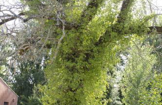 Molinos de Fuenteheridos - Foto 41