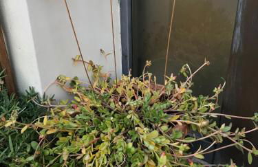 Spello Vacanze Dante's House piano terra - Foto 67