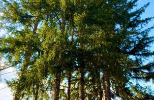 Królewna Śnieżka - Foto 21