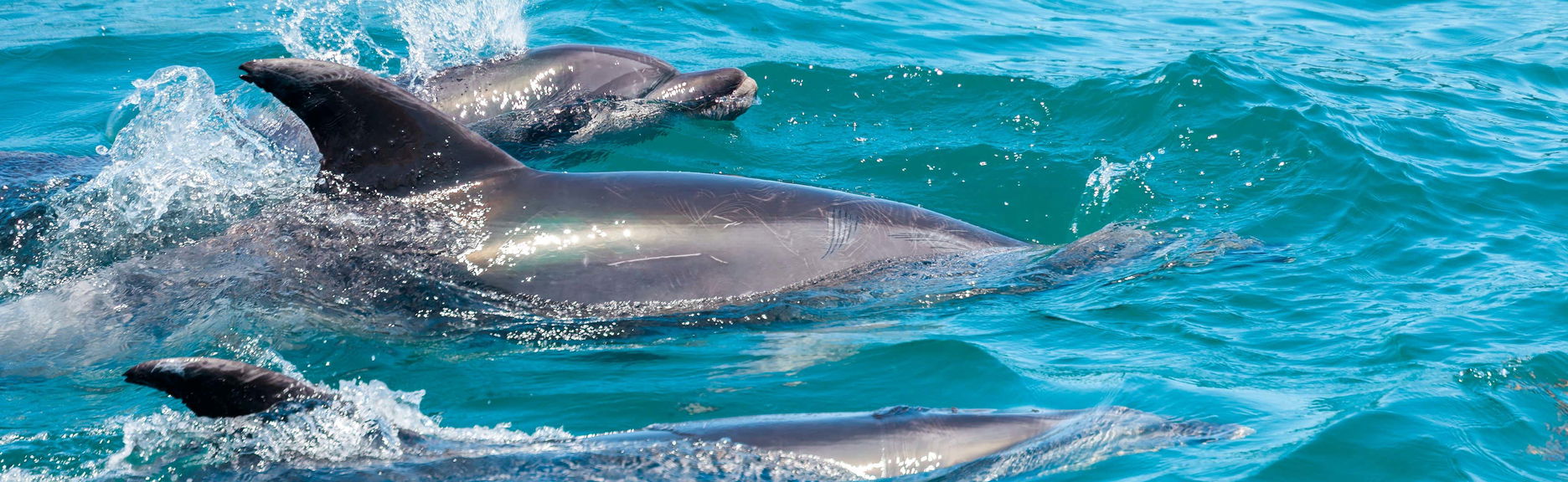 Nado con delfines en Río Negro
