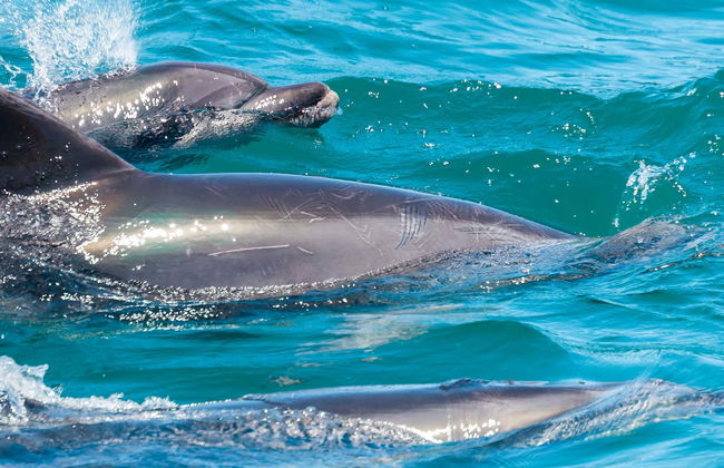 Nage avec des dauphins à Rivière Noire - Photo 1
