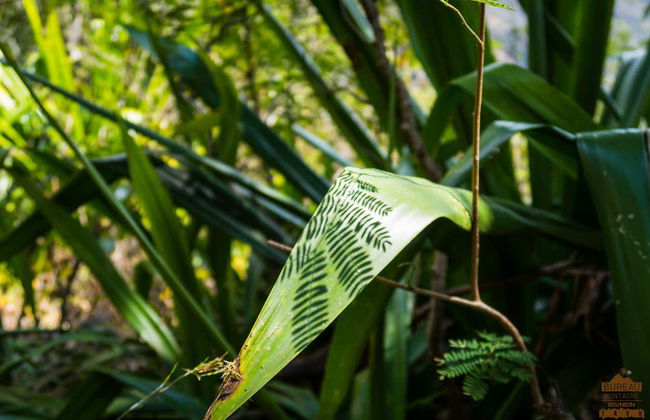Tour in Réunion - Foto 17