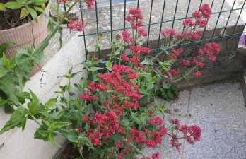 Casa da Oliveira - Foto 7