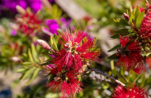 Residence Monte Cristo - Foto 17