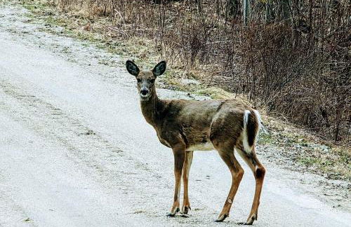 Waterfall Sea Cottage Family fire pit waterfront sleeps 4 - Foto 32