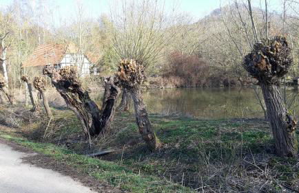 Im Buchenwäldchen - ruhig gelegenes Haus in der Natur für bis zu 12 Personen - Foto 36