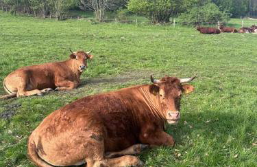 Smrek Sokolec Agroturystyka - Foto 35