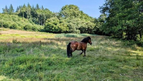 La petite lisonne - Foto 3