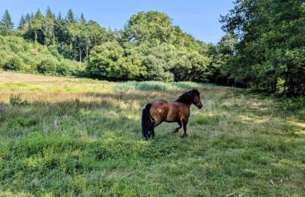 La petite lisonne - Foto 3