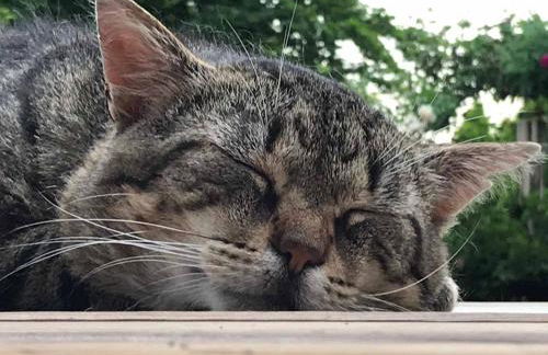 Ferienhaus Napoleon - Foto 35