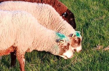 The old hayloft on 22 acre country smallholding - Foto 43